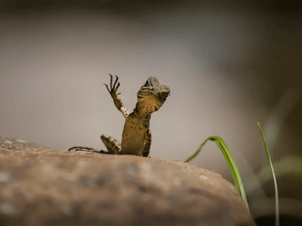 Molto divertenti: foto di animali che mostrano il lato comico della natura