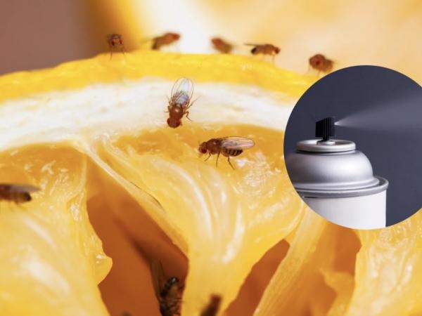 They're annoying, but there's a solution: 6 ways to get rid of fruit flies.