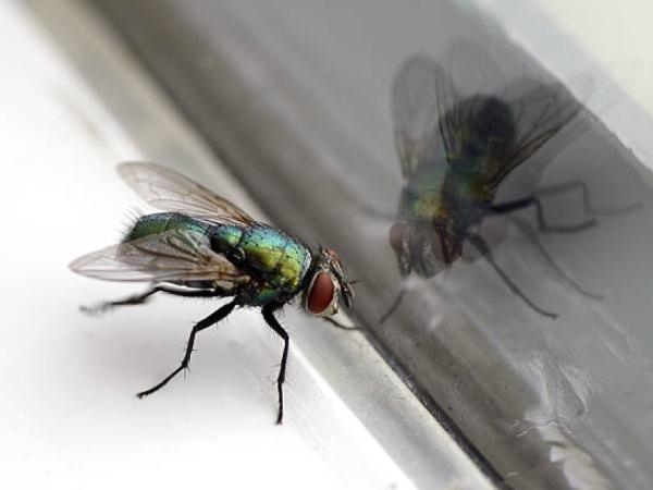 How to prevent flies in the kitchen? Everything you need to know.