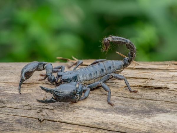 Spaventali: ecco le 3 piante ideali per tenere lontani gli scorpioni da casa tua.