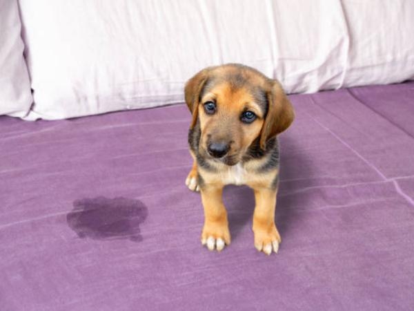 Veloci ed economiche: 5 ricette per eliminare l'odore di urina di cane da casa.
