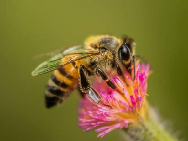 Oxford-Superfood soll das Risiko des Bienensterbens und des Umweltkollapses umkehren