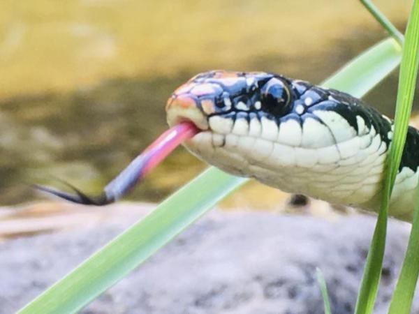 Quali odori odiano i serpenti? I 5 odori che "odiano sempre" e che li spaventano
