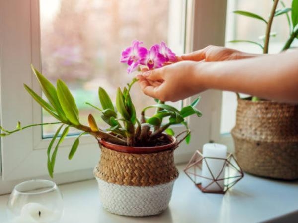 5 Pflanzen, die für einen erholsamen Schlaf sorgen und zudem schön sind