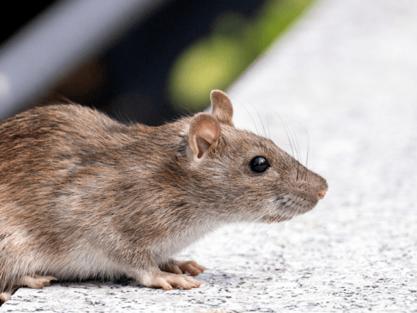 Basta con i prodotti chimici: ecco la pianta "ideale" per tenere lontani topi e ratti da casa.
