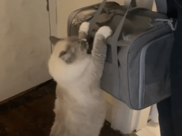 Un gatto si aggrappa ai suoi cuccioli adottivi in un video straziante sui social media