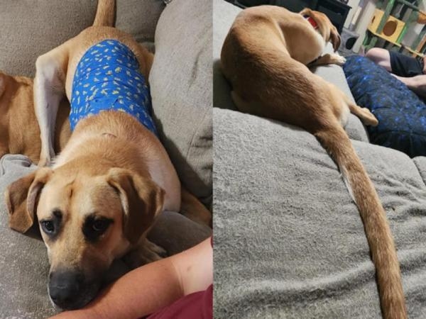 Este cão está causando polêmica por causa de sua cauda: dizem que ela é a mais longa do planeta.