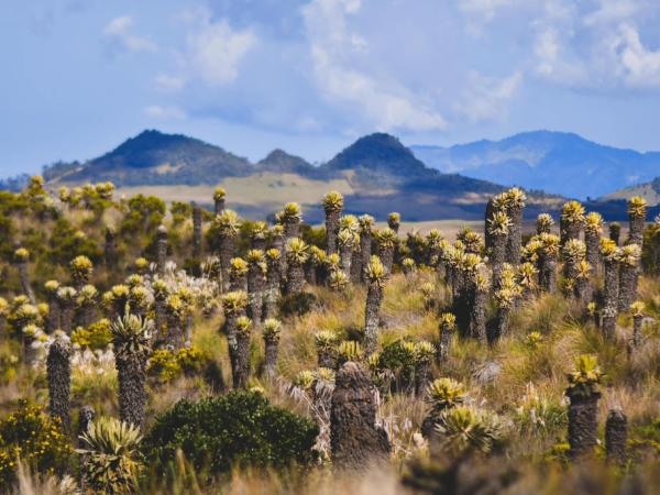 Con 5.000 habitantes, la ONU Turismo resalta este increíble paisaje natural de Colombia
