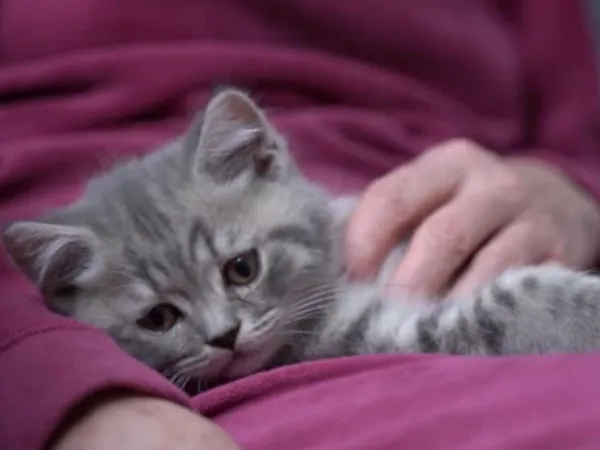 Warum wären Katzen und nicht Mäuse ideal für die Erforschung von Demenz beim Menschen?