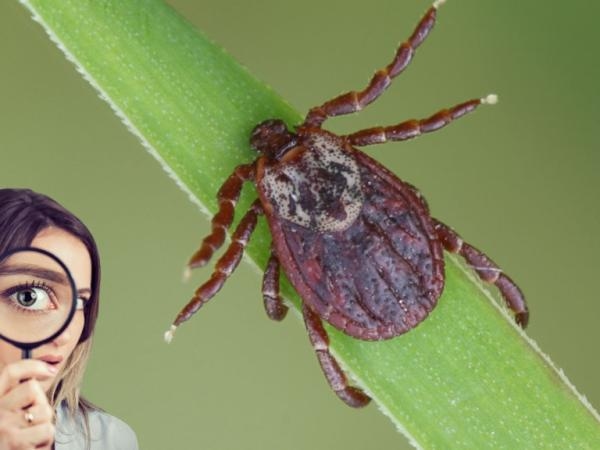 They don't scare them away, they attract them: the 3 plants that could fill your home with ticks
