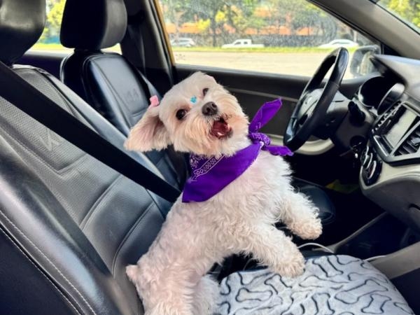 Cabify launches its new pet-friendly travel category in Bogotá. What's it like?