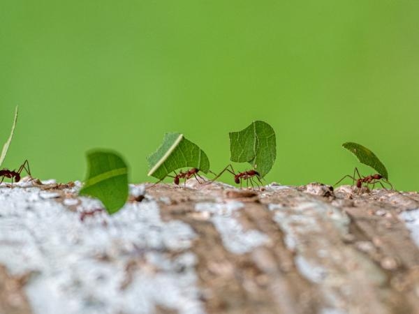Punti ciechi nella logistica naturale in miniatura: come le formiche spostano il loro carico