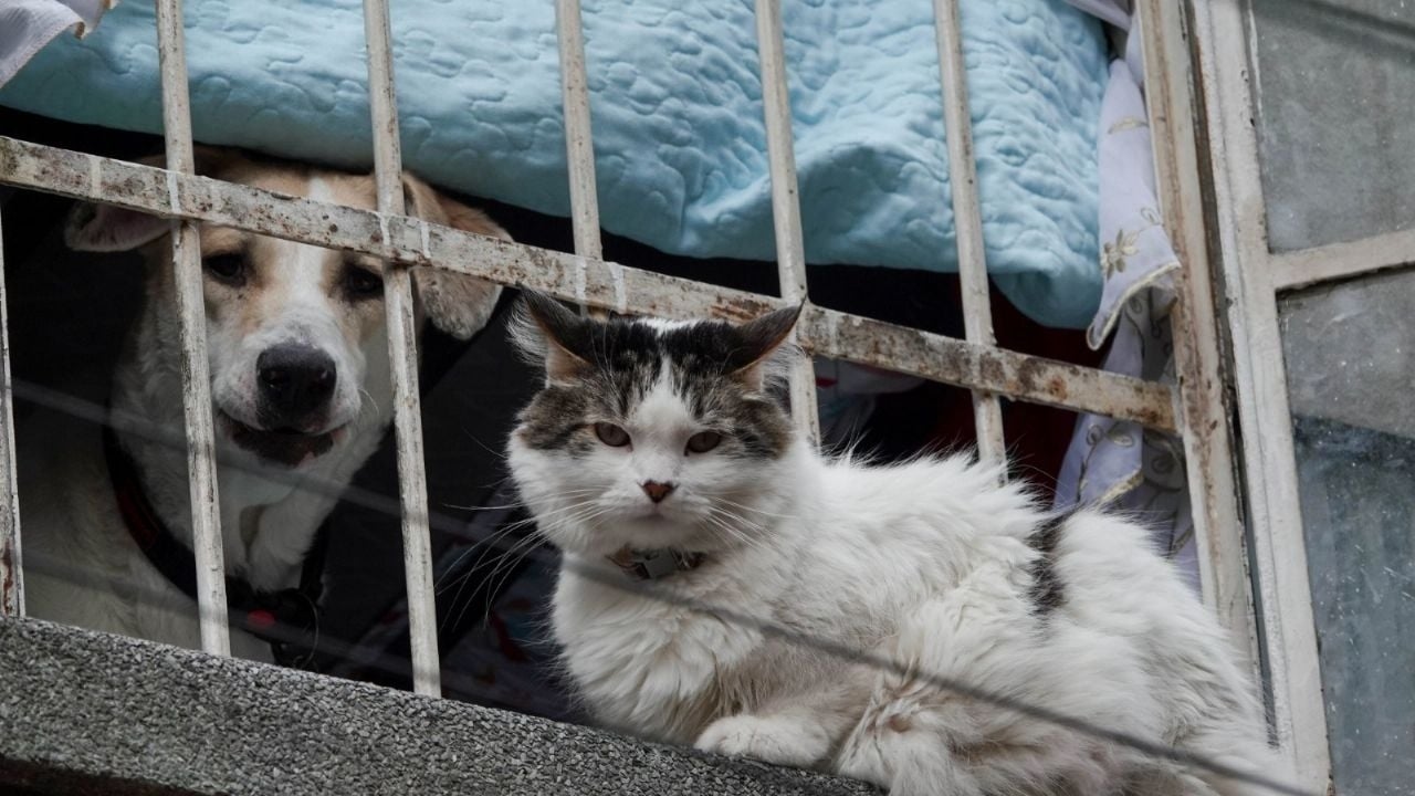 W mieście Meksyk zapada decyzja uznająca zwierzęta za istoty rozumne.