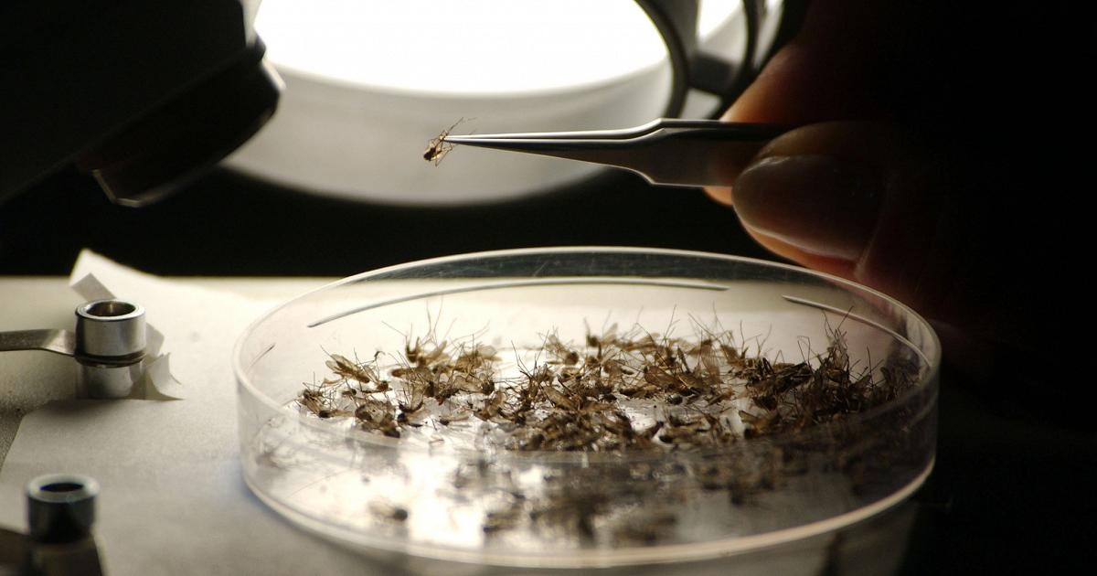 El número de muertos por el virus del Nilo Occidental aumenta a 7 en Lazio, con el primer caso detectado en Roma.