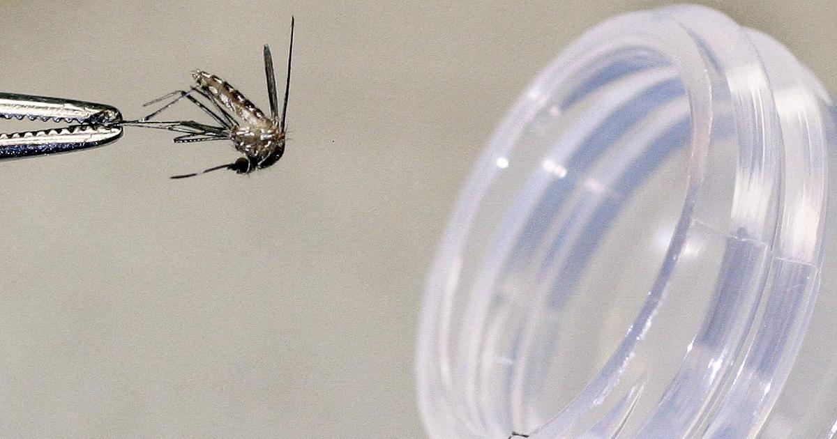 West Nile, altre due vittime: un uomo a Latina e uno a Caserta. Esperti: "Rafforzare la vigilanza"