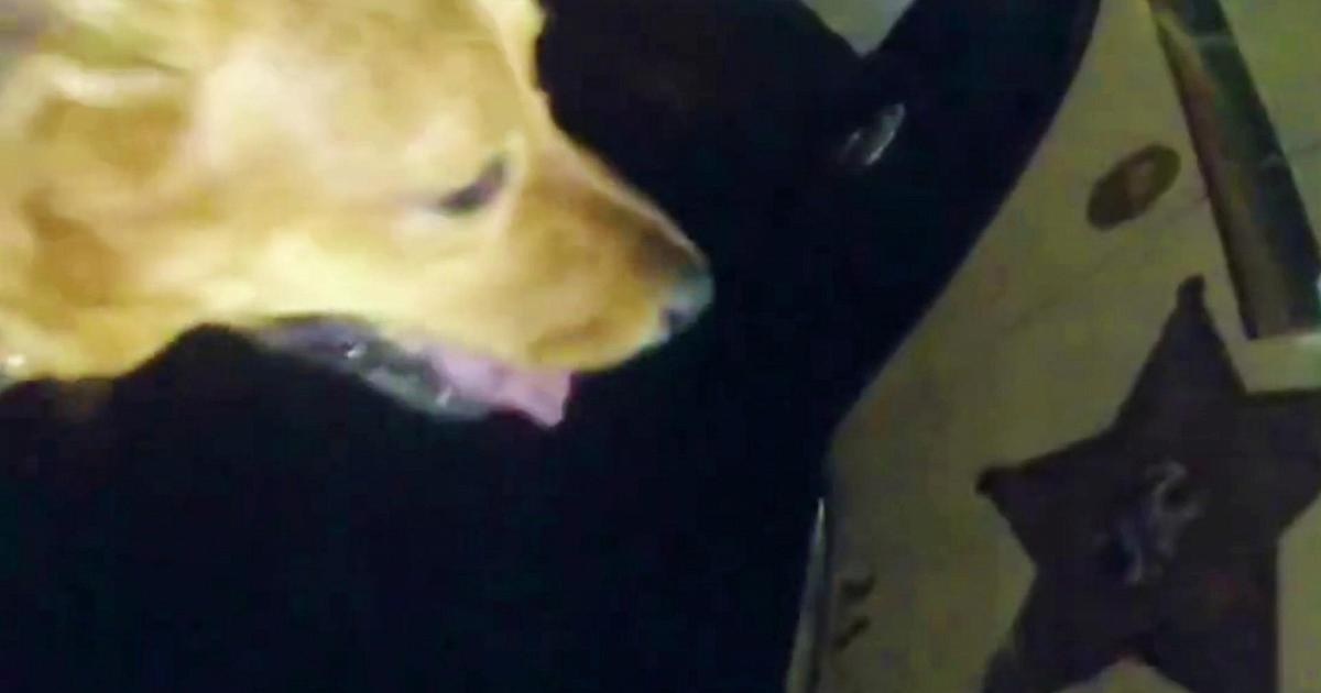 Dört ayaklı kahraman: Köpek, gece parkta düşen yaşlı kadına polisi götürdü