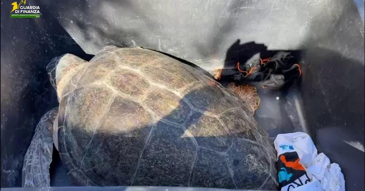 De twee zeeschildpadden zijn hersteld en zwemmen weer in Salento.