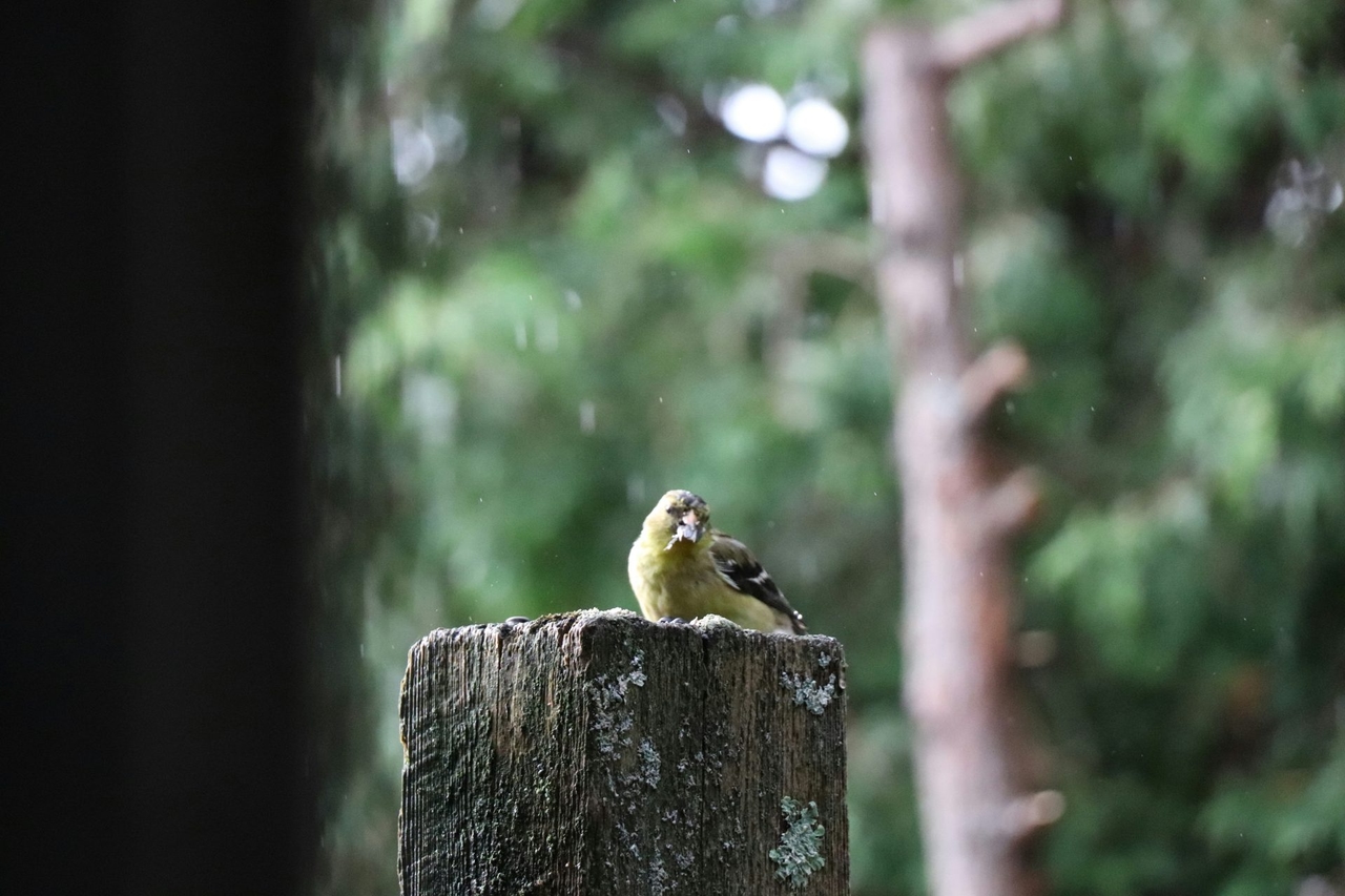 Oiseaux protégés en danger en Lombardie et en Ligurie. Les défenseurs des animaux sont alarmés.