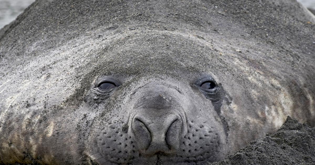In Argentinien werden die See-Elefanten durch die Vogelgrippe stark dezimiert.