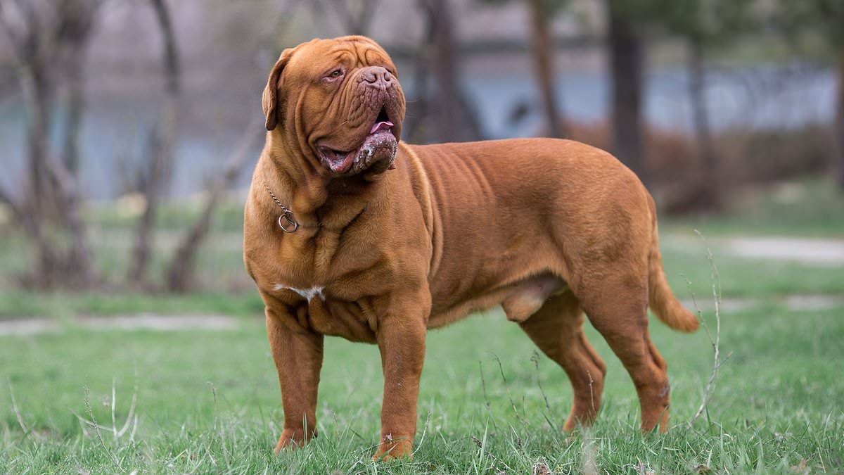 Ujawniono: Rasy psów o najwyższym ryzyku wystąpienia agresywnego nowotworu u psów – na szczycie listy znajdują się duże psy