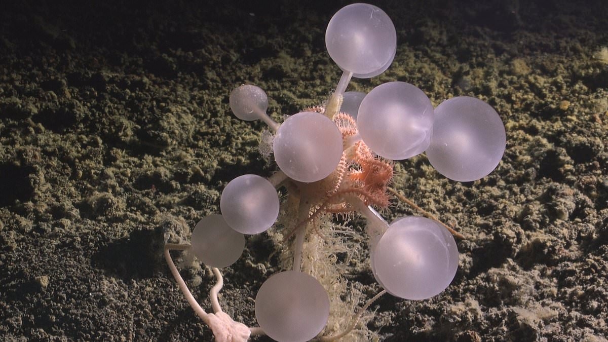 Pas op voor de vleesetende DEATH BALL: Wetenschappers staan voor een raadsel door een nieuwe soort die in het diepste deel van de oceaan leeft