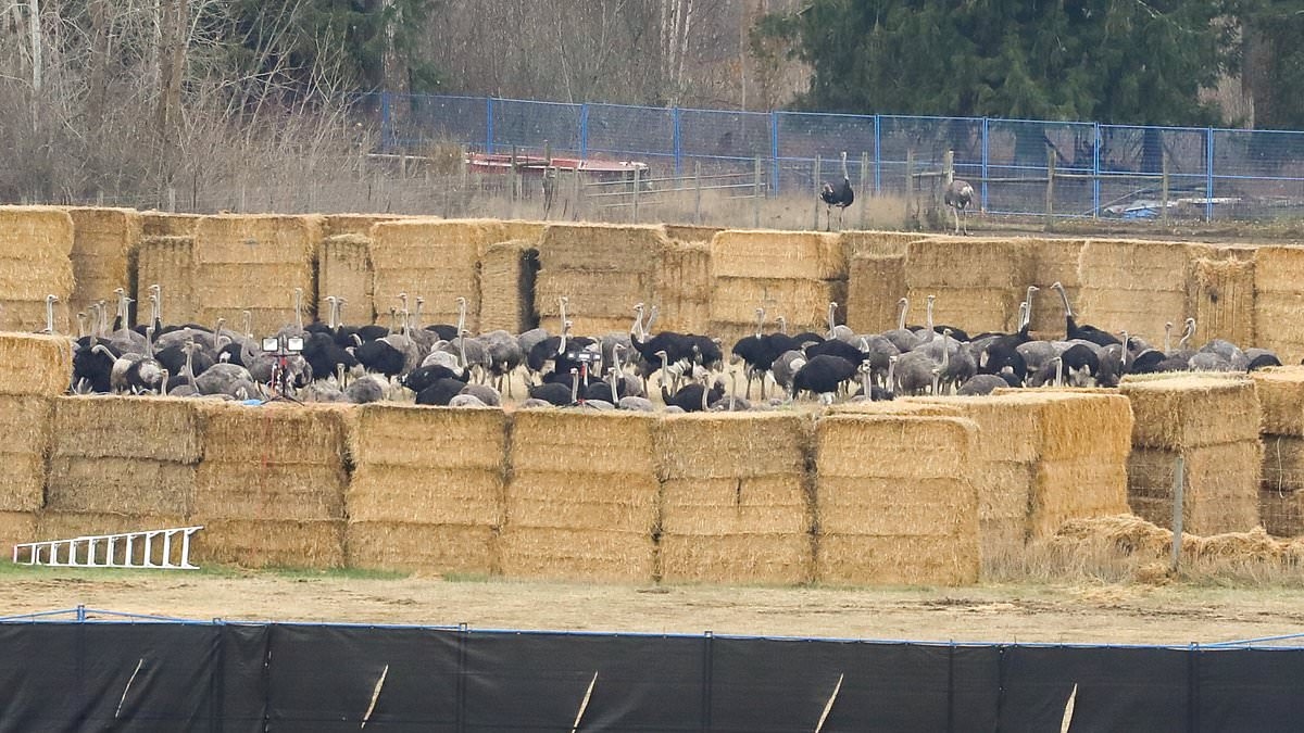 Bulaşıcı hastalık iddialarının ardından 300 'sağlıklı' devekuşunun kurşuna dizilerek infaz edilmesi öfke yarattı