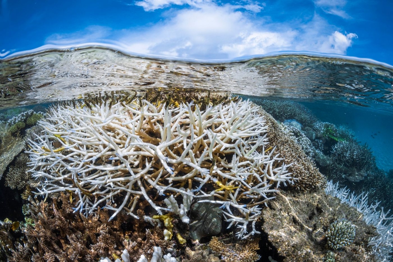 Coralli: raggiunto il "punto di svolta" climatico per il declino delle barriere coralline