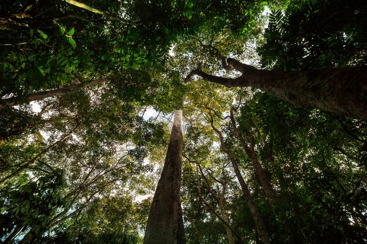 Brezilya'daki COP30: "Amazon, doğa temelli çözümlerin uygulanması için eşsiz bir fırsat sunuyor"