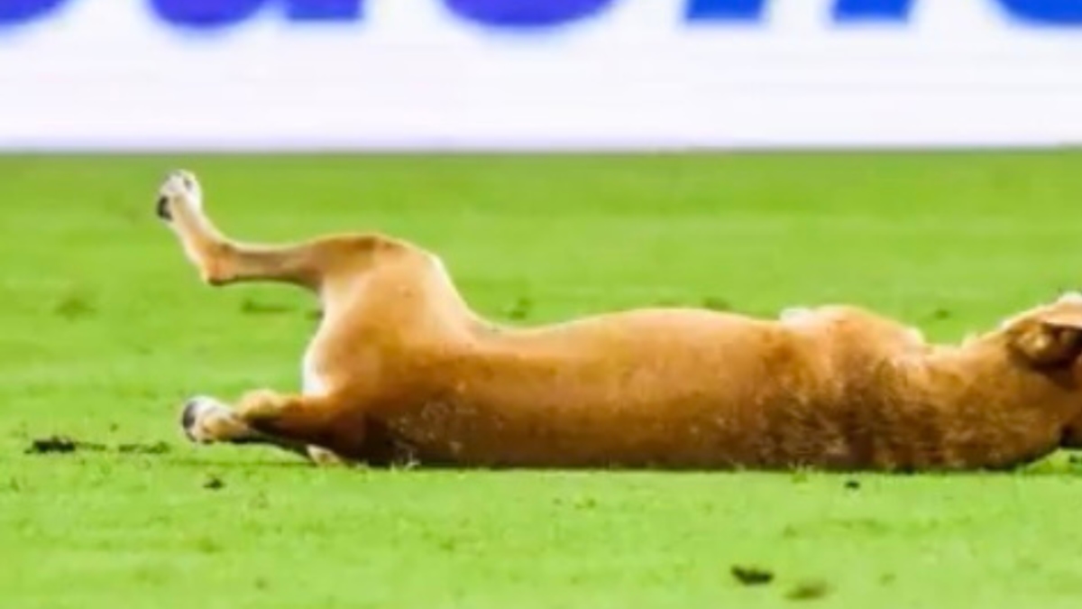 Lo chiamano 'Neymar': il video del cane che ha finto un fallo in una partita e ha conquistato i cuori.
