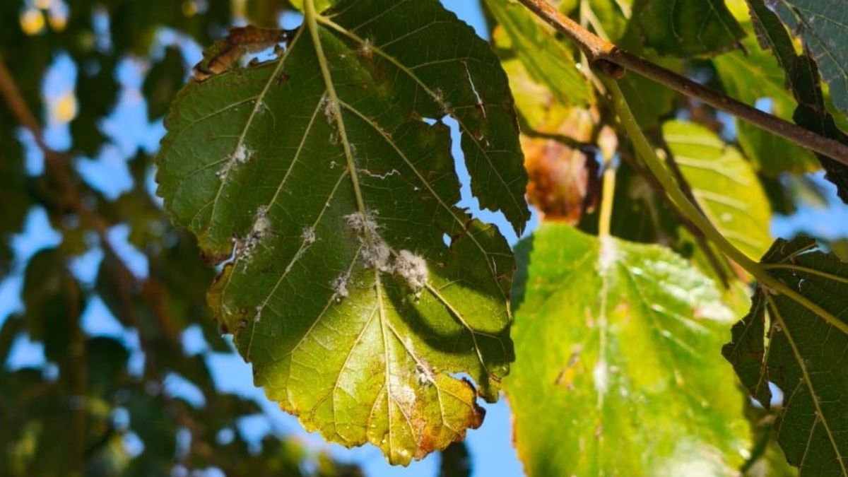Pulverizarán moreras para combatir la cochinilla harinosa: zonas y recomendaciones para los vecinos