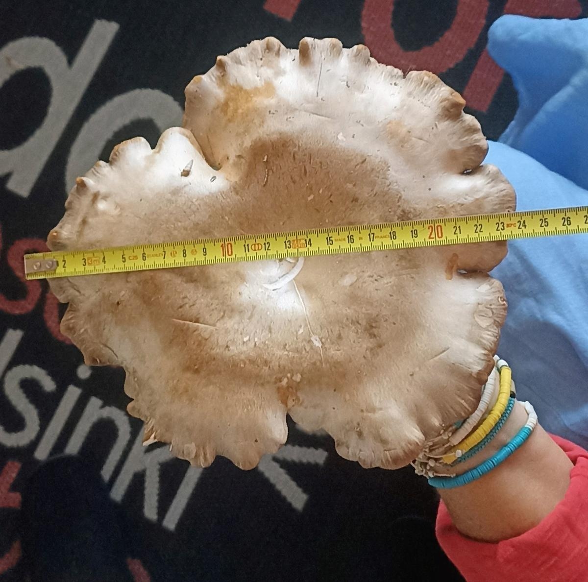 Insolito: scoperto a Rivedoux-Plage un fungo ostrica di dimensioni record
