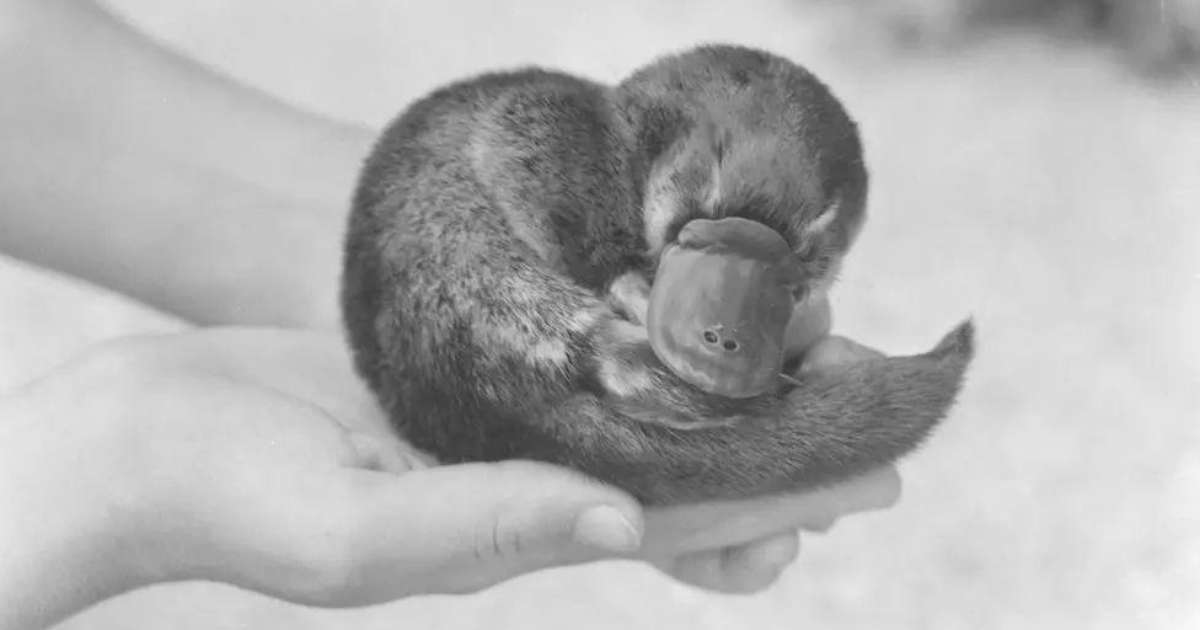 The story of the platypus Churchill received as a gift during World War II (and the truth about its mysterious end).