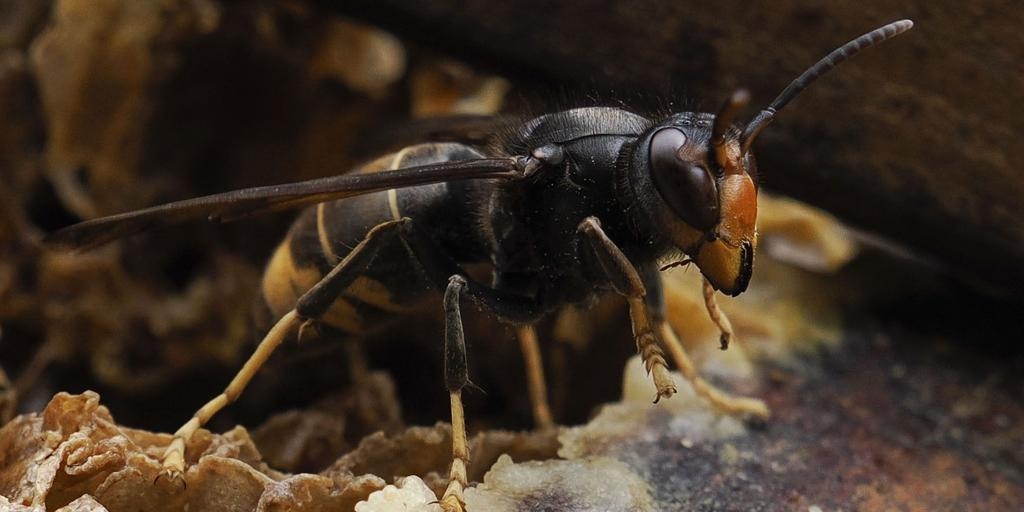 Gli allergologi avvertono che i decessi causati dalle punture di calabrone asiatico sono dovuti alla grande quantità di veleno che questi insetti iniettano nei loro attacchi.