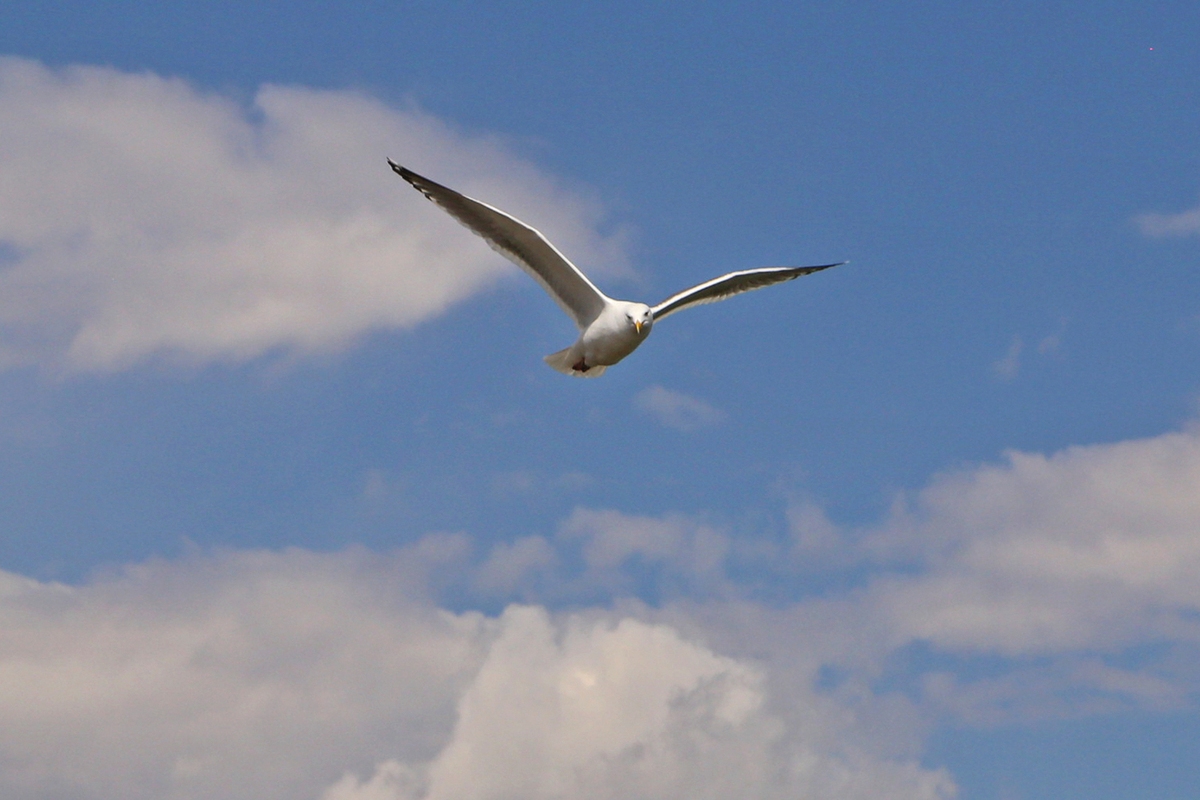 Чайки переносят в желудках микропластик и отравляют им рыбу