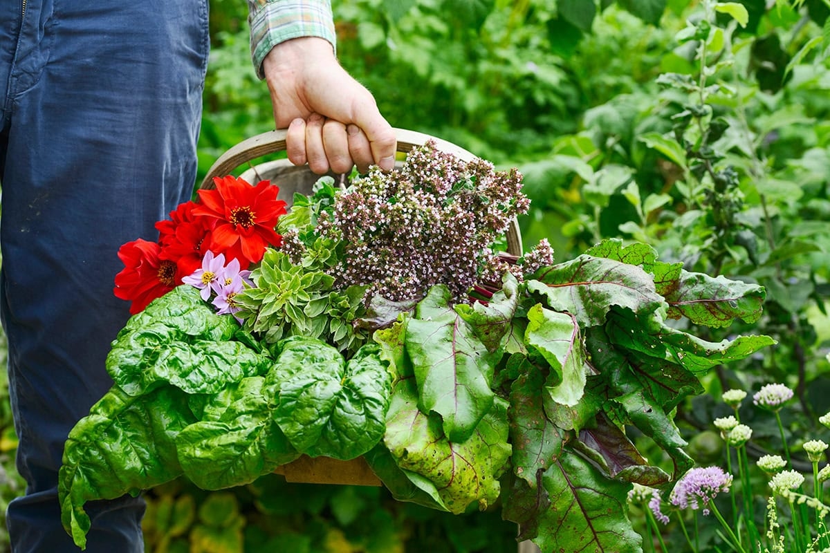 O ano todo na horta: eis o que você pode fazer todos os meses.