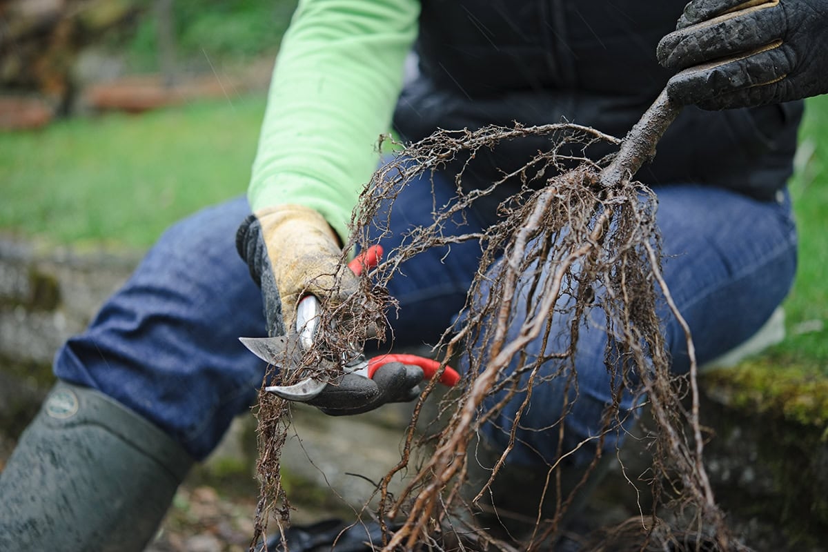 Bu hafta bahçenizde neler yapabilirsiniz: Kasım ayı için 13 bahçe işi