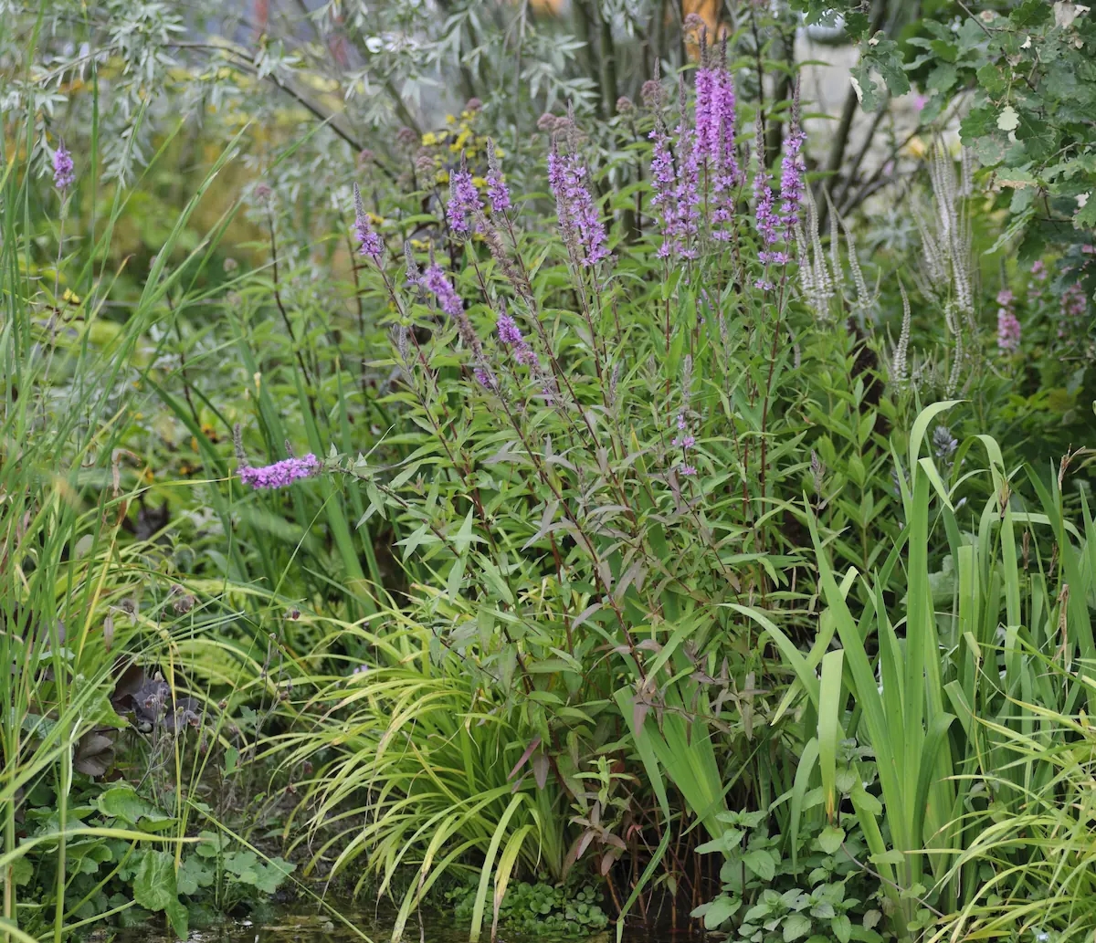 Estas são 7 plantas de jardim baratas (e bonitas)