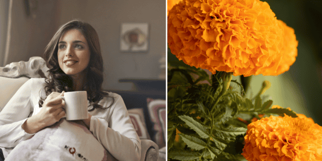 Revitalize-se com a flor dos mortos: benefícios do chá de calêndula