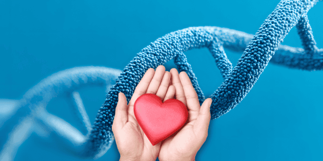 Наука показала, как можно восстановить сердце после сердечного приступа