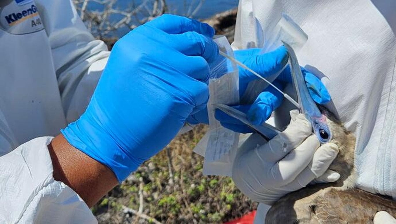 Grippe aviaire : une souche mineure pourrait déclencher une pandémie